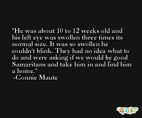 He was about 10 to 12 weeks old and his left eye was swollen three times its normal size. It was so swollen he couldn't blink. They had no idea what to do and were asking if we would be good Samaritans and take him in and find him a home. -Connie Maute