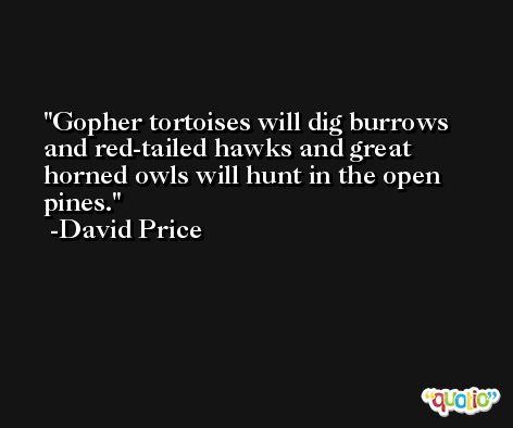 Gopher tortoises will dig burrows and red-tailed hawks and great horned owls will hunt in the open pines. -David Price