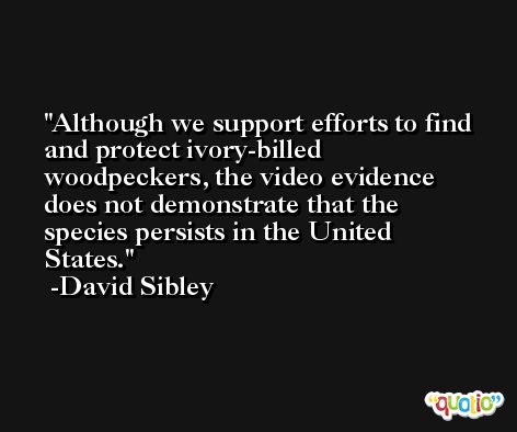 Although we support efforts to find and protect ivory-billed woodpeckers, the video evidence does not demonstrate that the species persists in the United States. -David Sibley