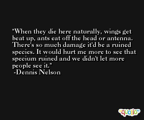 When they die here naturally, wings get beat up, ants eat off the head or antenna. There's so much damage it'd be a ruined species. It would hurt me more to see that specium ruined and we didn't let more people see it. -Dennis Nelson