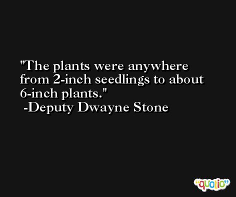 The plants were anywhere from 2-inch seedlings to about 6-inch plants. -Deputy Dwayne Stone