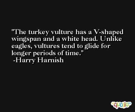 The turkey vulture has a V-shaped wingspan and a white head. Unlike eagles, vultures tend to glide for longer periods of time. -Harry Harnish