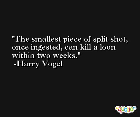 The smallest piece of split shot, once ingested, can kill a loon within two weeks. -Harry Vogel
