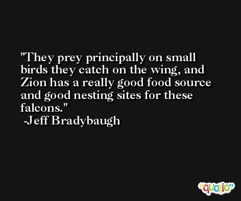 They prey principally on small birds they catch on the wing, and Zion has a really good food source and good nesting sites for these falcons. -Jeff Bradybaugh