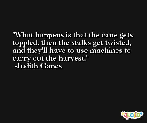What happens is that the cane gets toppled, then the stalks get twisted, and they'll have to use machines to carry out the harvest. -Judith Ganes