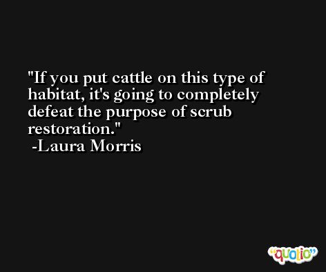 If you put cattle on this type of habitat, it's going to completely defeat the purpose of scrub restoration. -Laura Morris