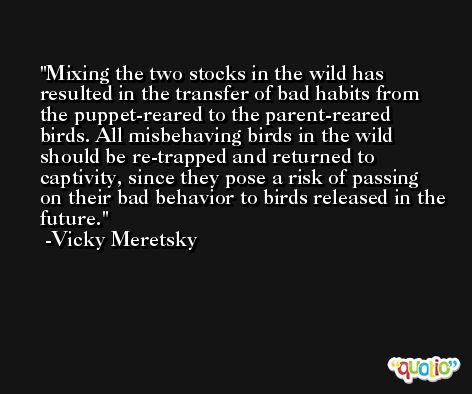 Mixing the two stocks in the wild has resulted in the transfer of bad habits from the puppet-reared to the parent-reared birds. All misbehaving birds in the wild should be re-trapped and returned to captivity, since they pose a risk of passing on their bad behavior to birds released in the future. -Vicky Meretsky