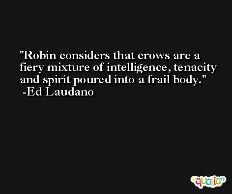 Robin considers that crows are a fiery mixture of intelligence, tenacity and spirit poured into a frail body. -Ed Laudano