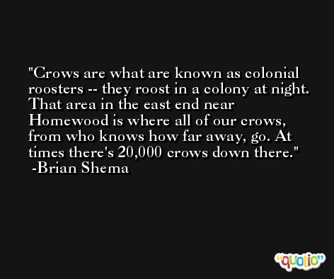 Crows are what are known as colonial roosters -- they roost in a colony at night. That area in the east end near Homewood is where all of our crows, from who knows how far away, go. At times there's 20,000 crows down there. -Brian Shema