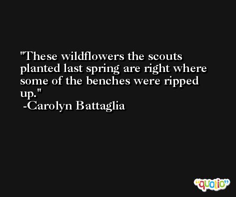 These wildflowers the scouts planted last spring are right where some of the benches were ripped up. -Carolyn Battaglia