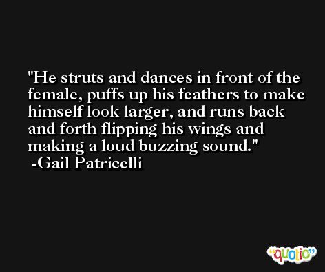 He struts and dances in front of the female, puffs up his feathers to make himself look larger, and runs back and forth flipping his wings and making a loud buzzing sound. -Gail Patricelli