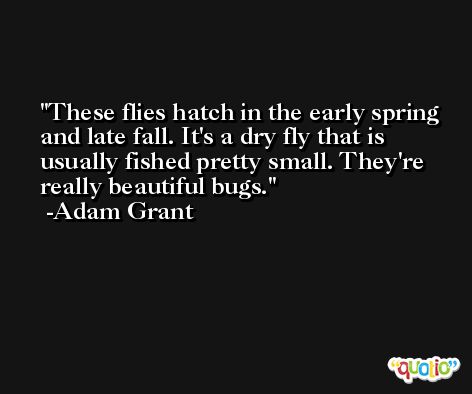 These flies hatch in the early spring and late fall. It's a dry fly that is usually fished pretty small. They're really beautiful bugs. -Adam Grant