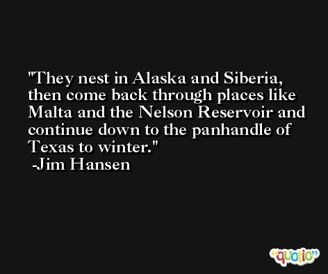 They nest in Alaska and Siberia, then come back through places like Malta and the Nelson Reservoir and continue down to the panhandle of Texas to winter. -Jim Hansen