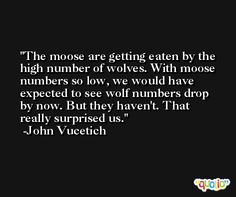 The moose are getting eaten by the high number of wolves. With moose numbers so low, we would have expected to see wolf numbers drop by now. But they haven't. That really surprised us. -John Vucetich