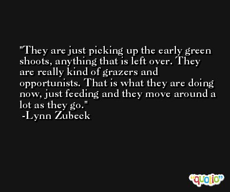They are just picking up the early green shoots, anything that is left over. They are really kind of grazers and opportunists. That is what they are doing now, just feeding and they move around a lot as they go. -Lynn Zubeck