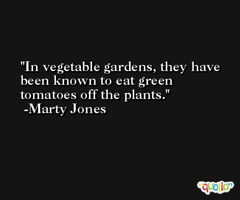 In vegetable gardens, they have been known to eat green tomatoes off the plants. -Marty Jones