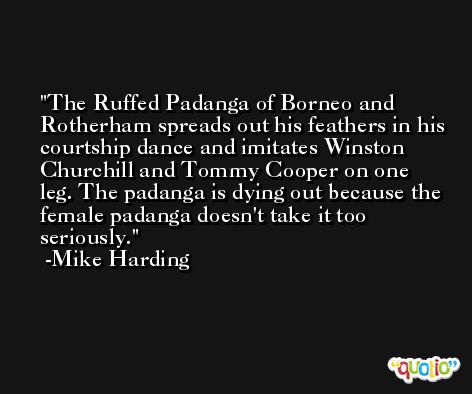 The Ruffed Padanga of Borneo and Rotherham spreads out his feathers in his courtship dance and imitates Winston Churchill and Tommy Cooper on one leg. The padanga is dying out because the female padanga doesn't take it too seriously. -Mike Harding