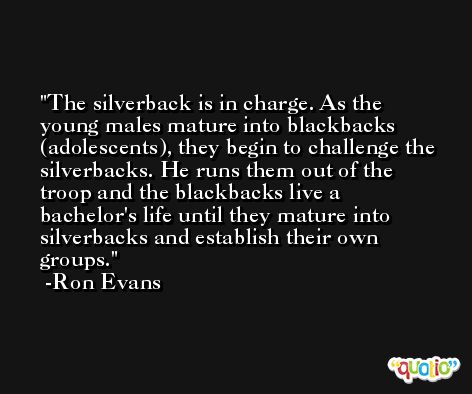 The silverback is in charge. As the young males mature into blackbacks (adolescents), they begin to challenge the silverbacks. He runs them out of the troop and the blackbacks live a bachelor's life until they mature into silverbacks and establish their own groups. -Ron Evans