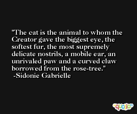 The cat is the animal to whom the Creator gave the biggest eye, the softest fur, the most supremely delicate nostrils, a mobile ear, an unrivaled paw and a curved claw borrowed from the rose-tree. -Sidonie Gabrielle