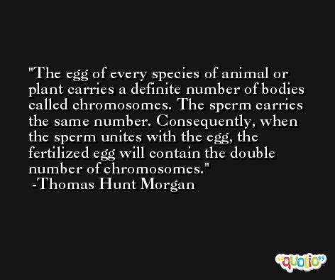 The egg of every species of animal or plant carries a definite number of bodies called chromosomes. The sperm carries the same number. Consequently, when the sperm unites with the egg, the fertilized egg will contain the double number of chromosomes. -Thomas Hunt Morgan