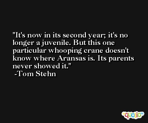 It's now in its second year; it's no longer a juvenile. But this one particular whooping crane doesn't know where Aransas is. Its parents never showed it. -Tom Stehn